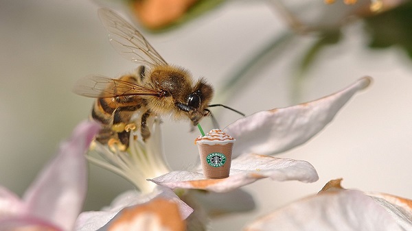 咖啡提神不醒脑，蜜蜂喝了也一样